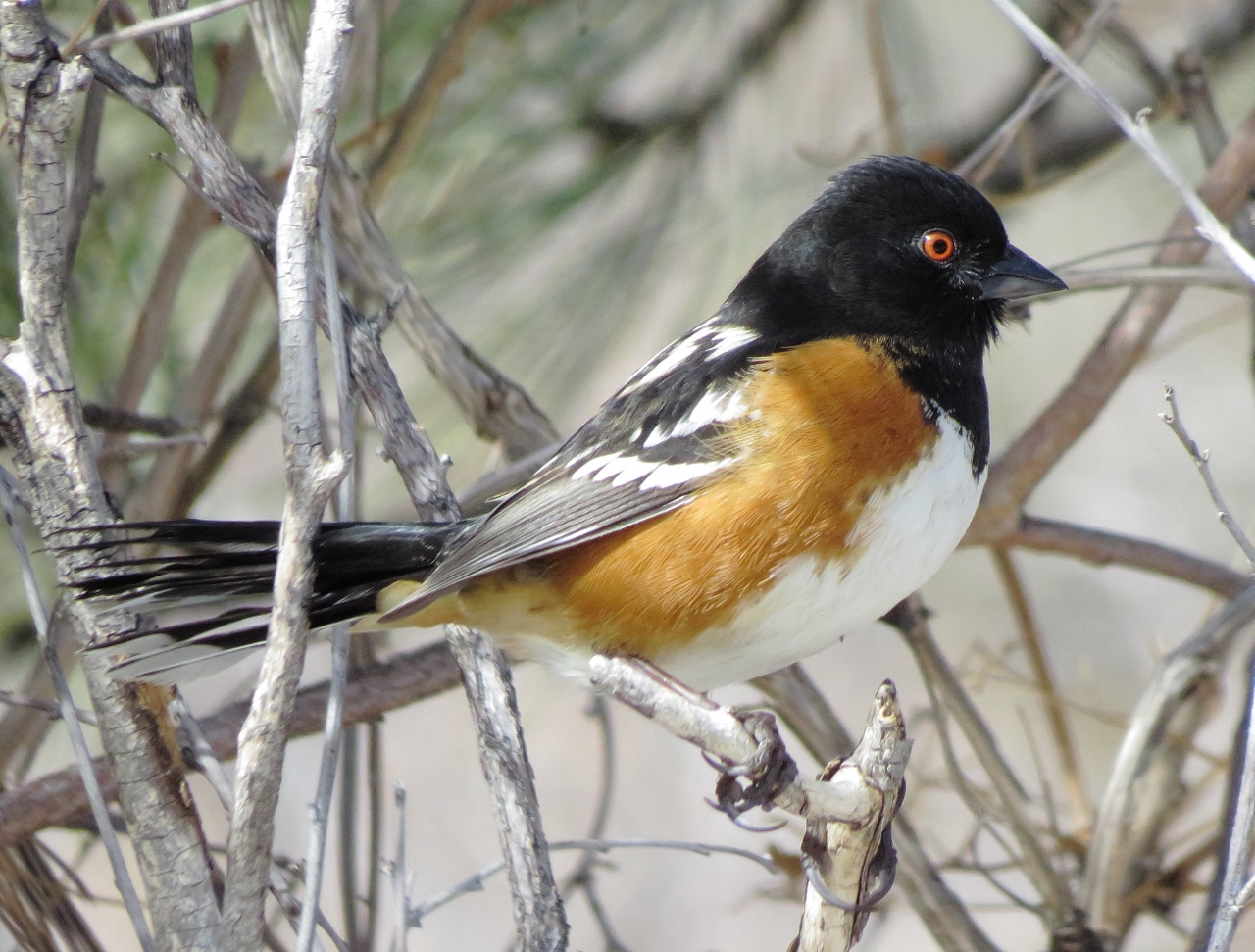 Spotted Towhee