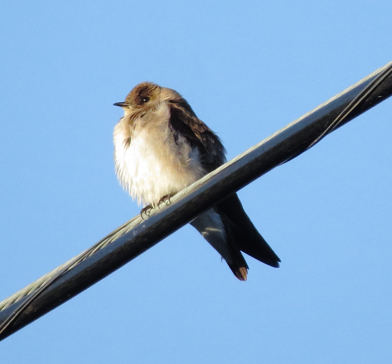 Northern Rough-Winged Swallow