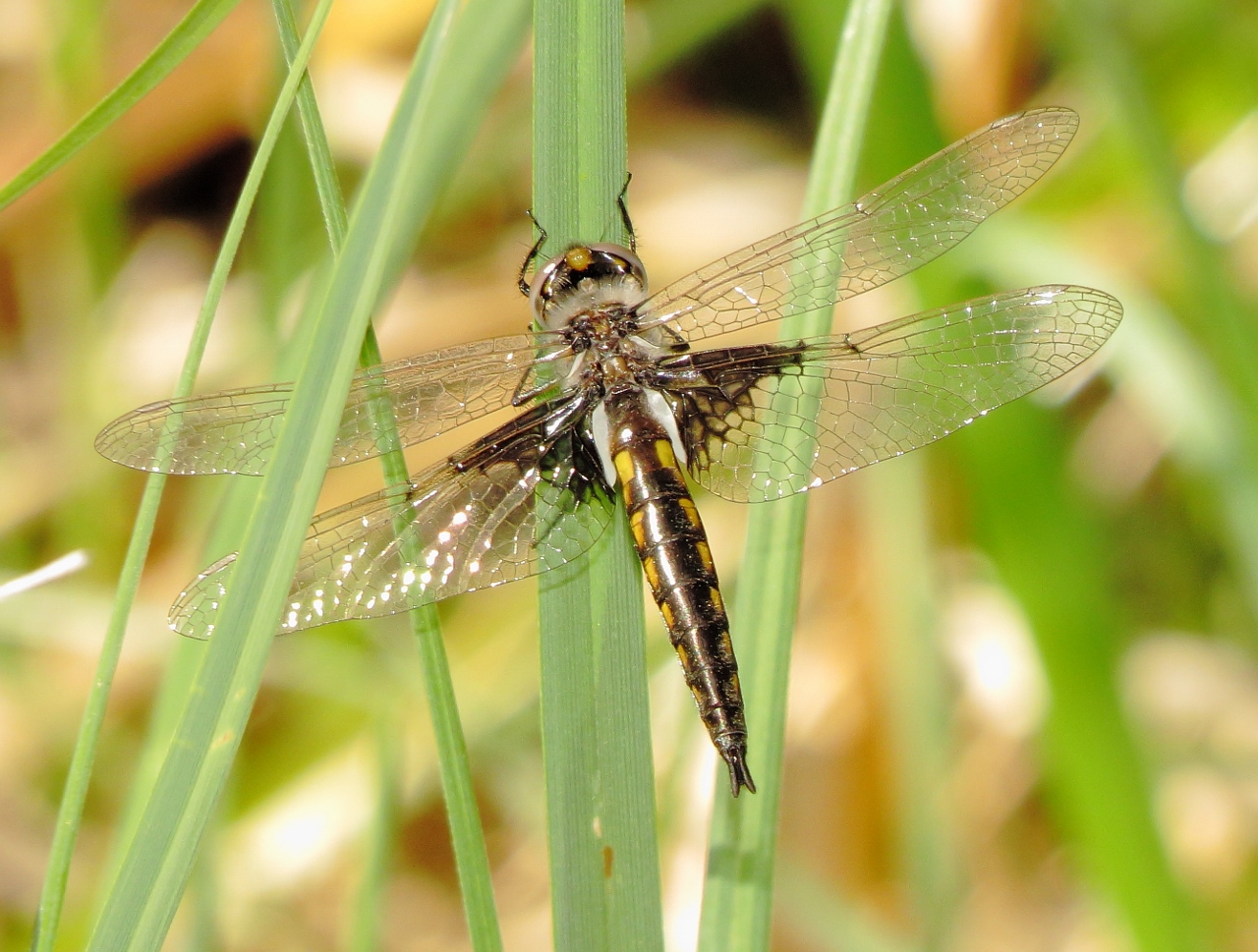 Mantled Baskettail