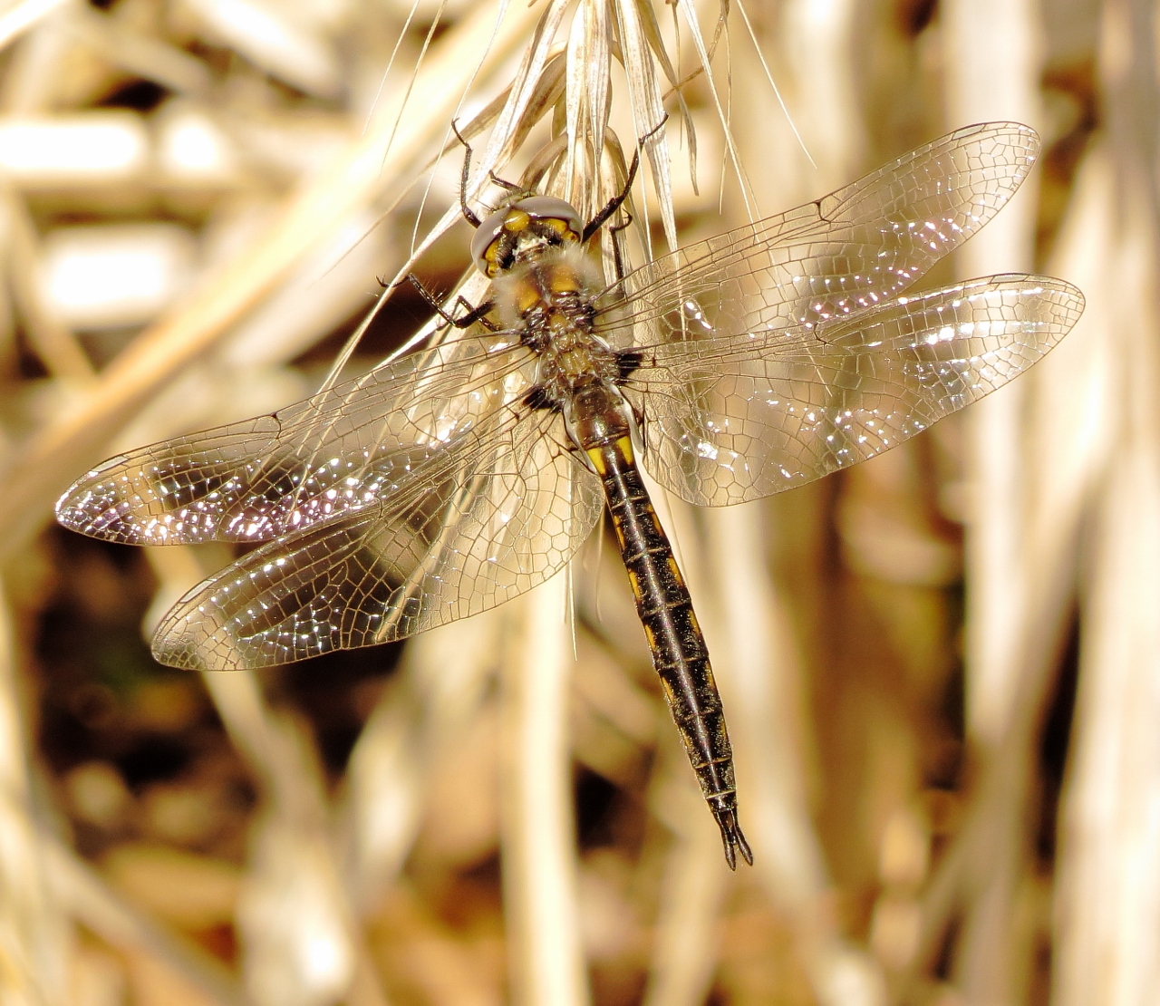 Baskettail Species
