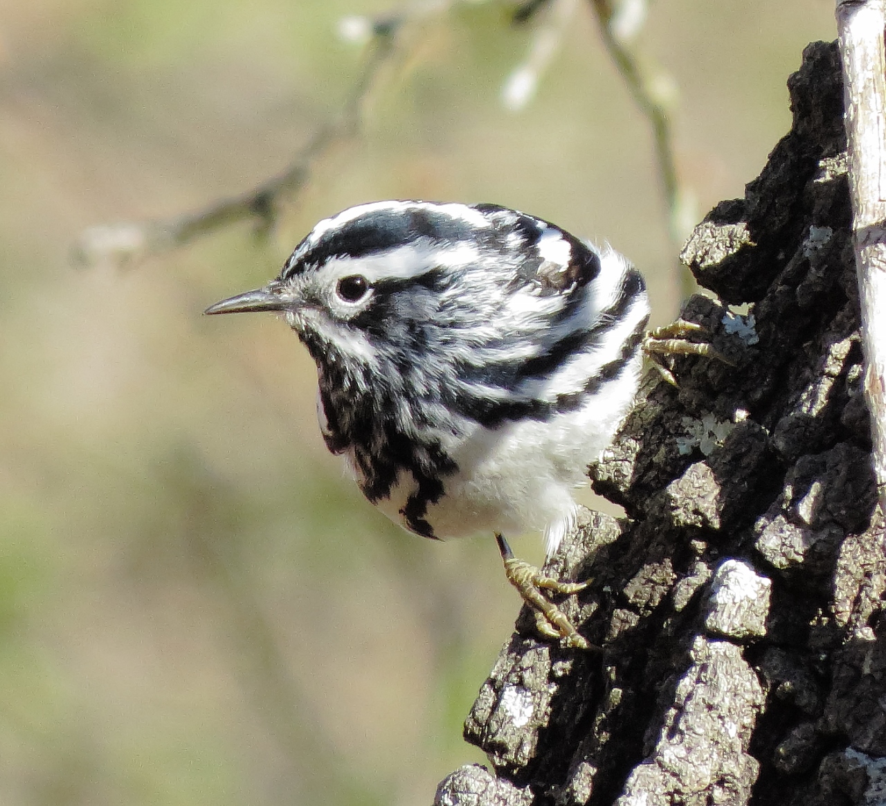 Black & White Warbler