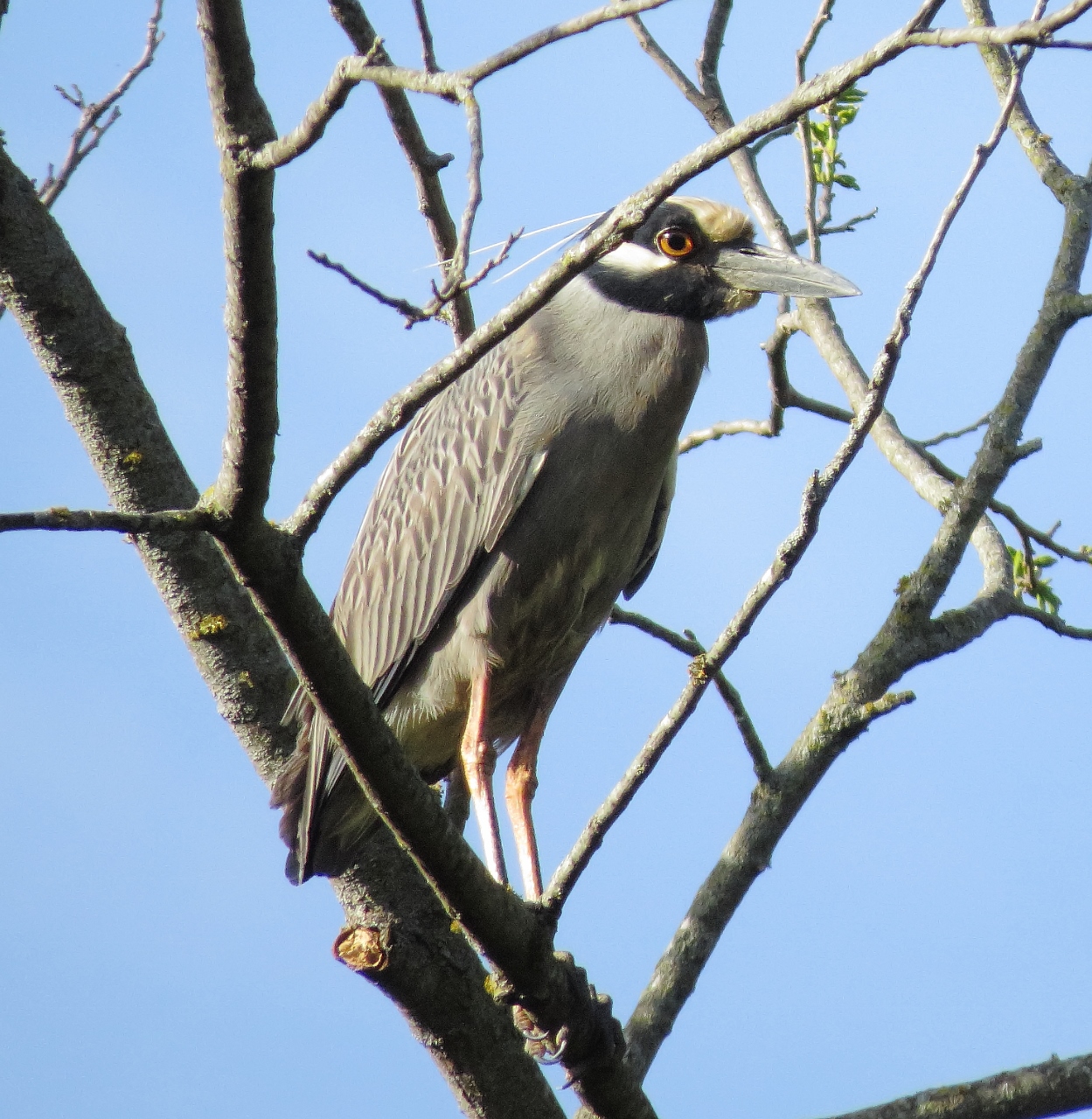 Yellow-Crowned Night Heron