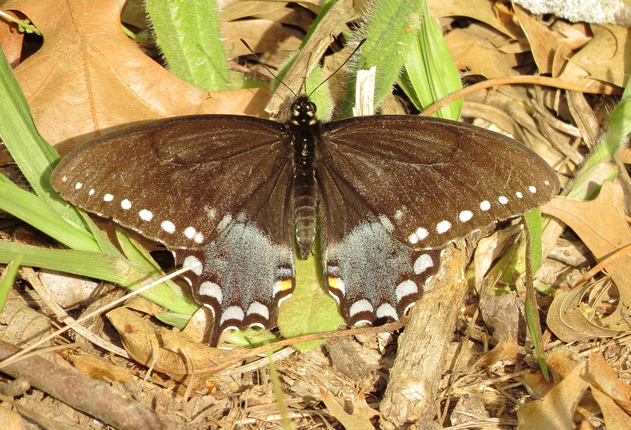 Spicebush Swallowtail