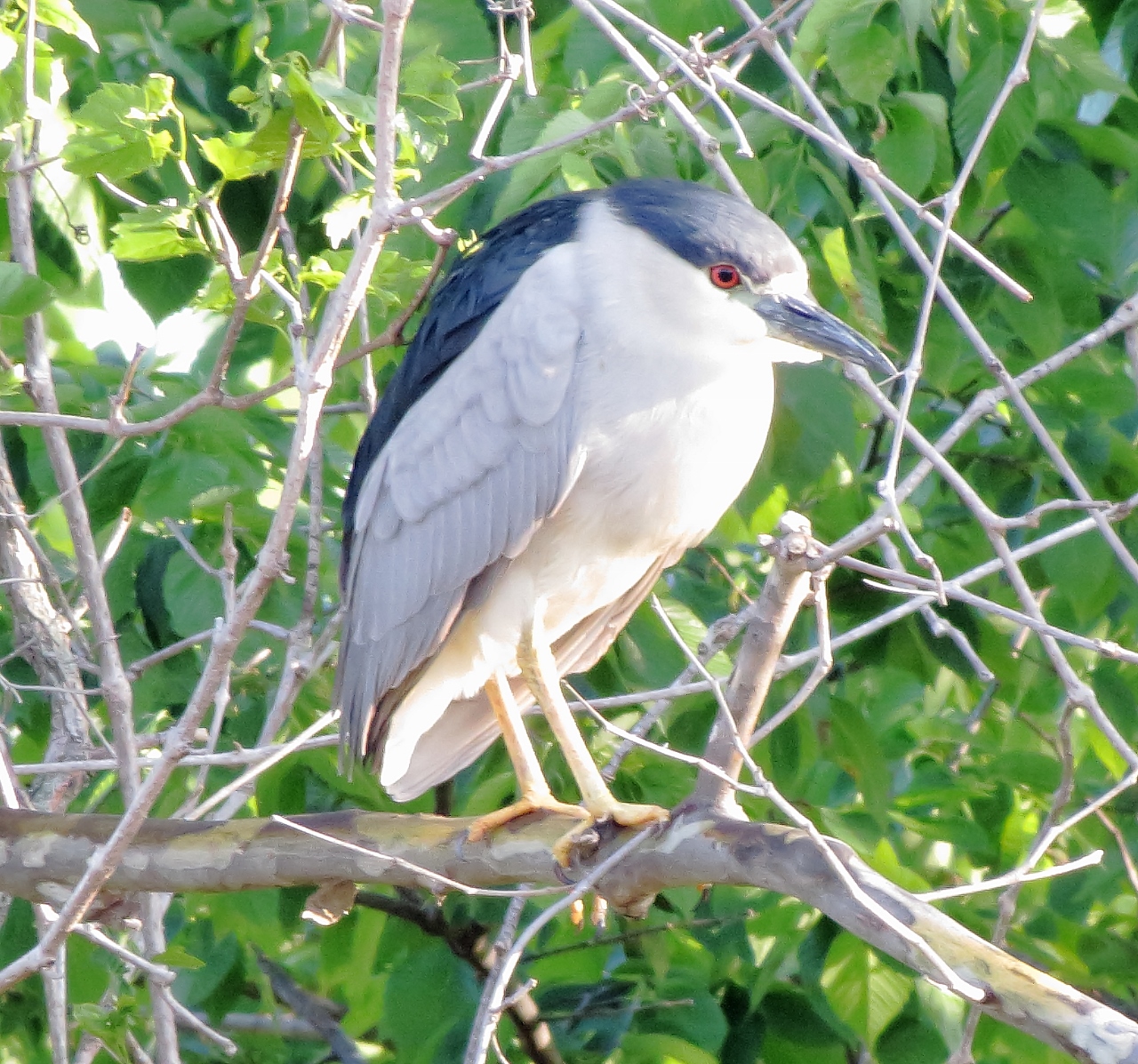 Black-Crowned Night Heron