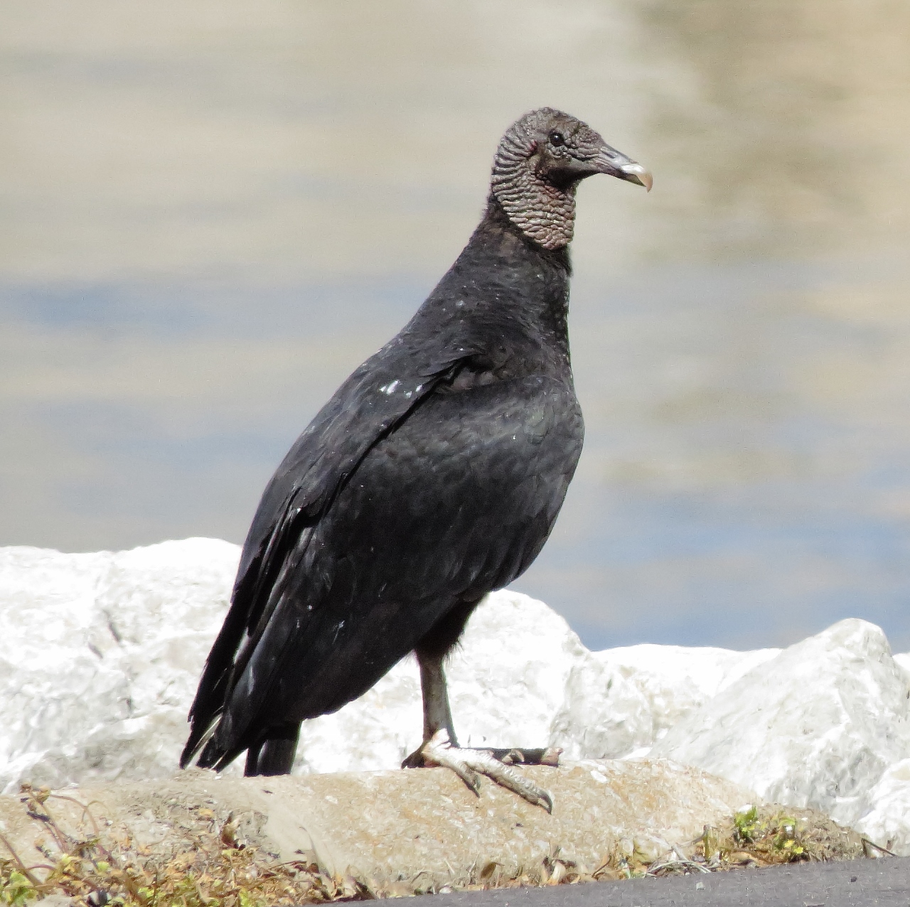 Black Vulture