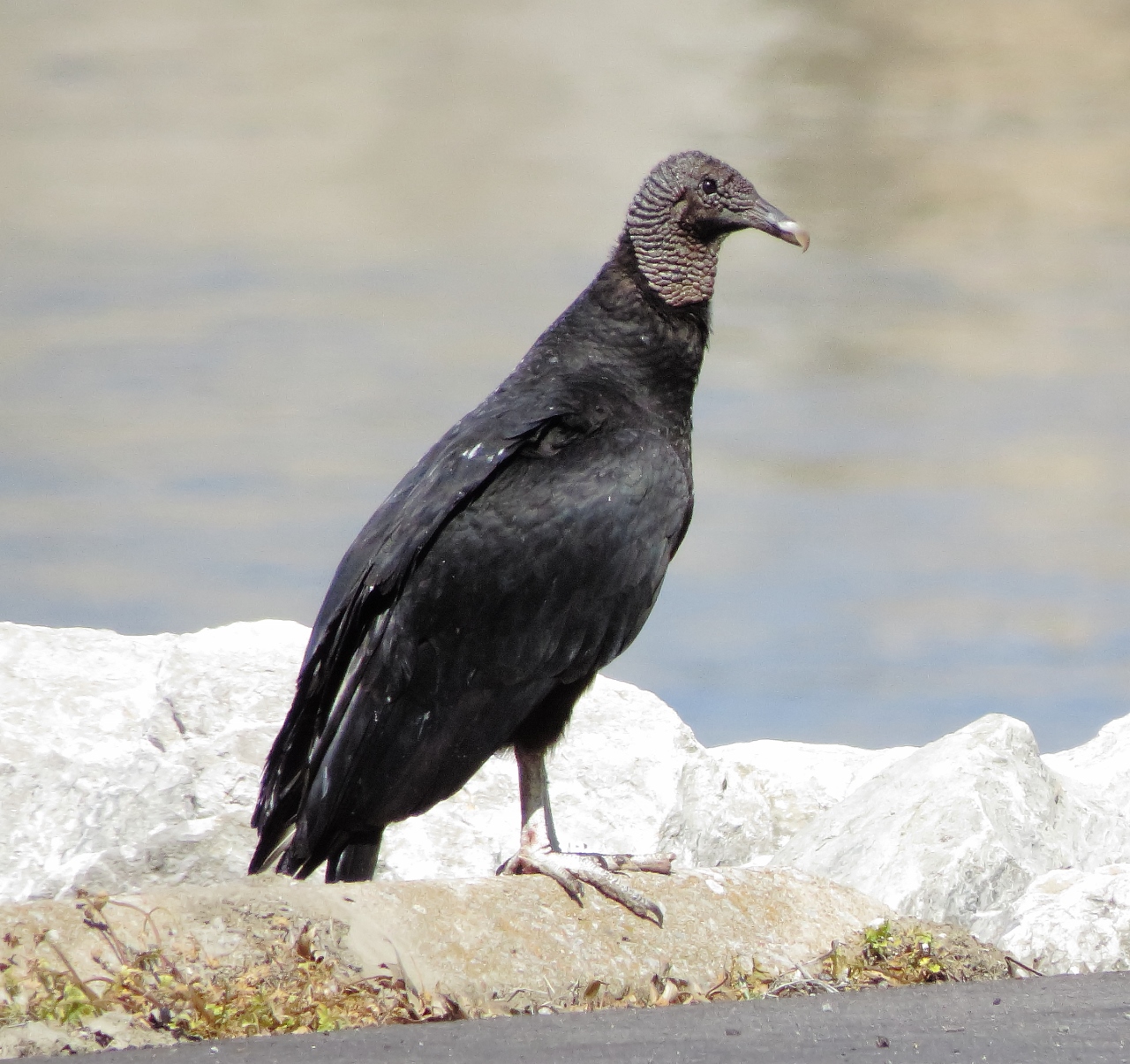 Black Vulture