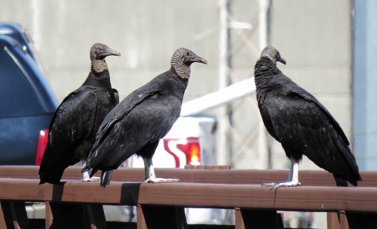 Black Vulture