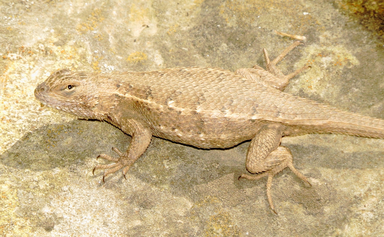 Prairie Lizard