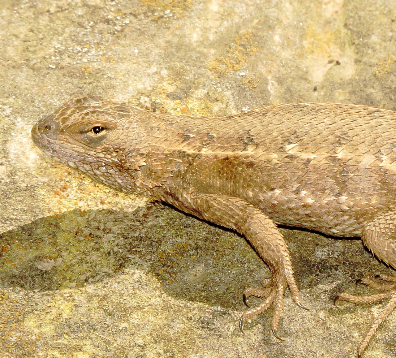 Prairie Lizard