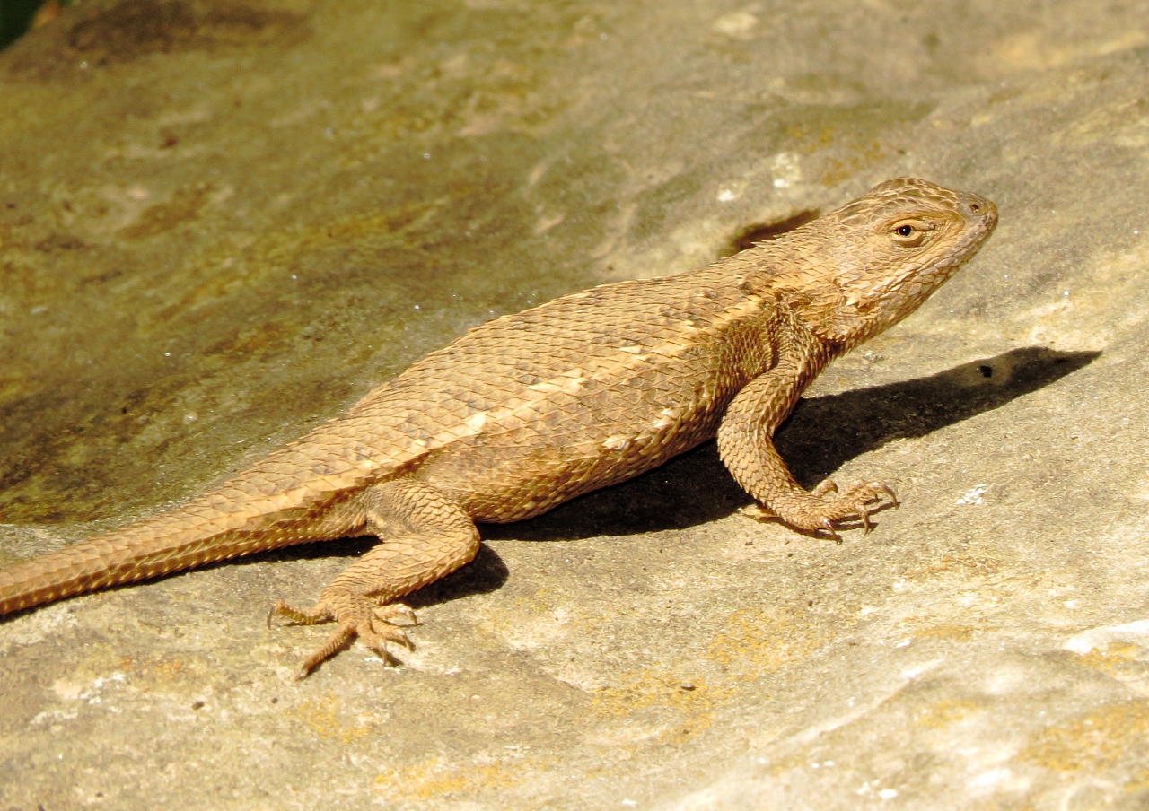 Prairie Lizard