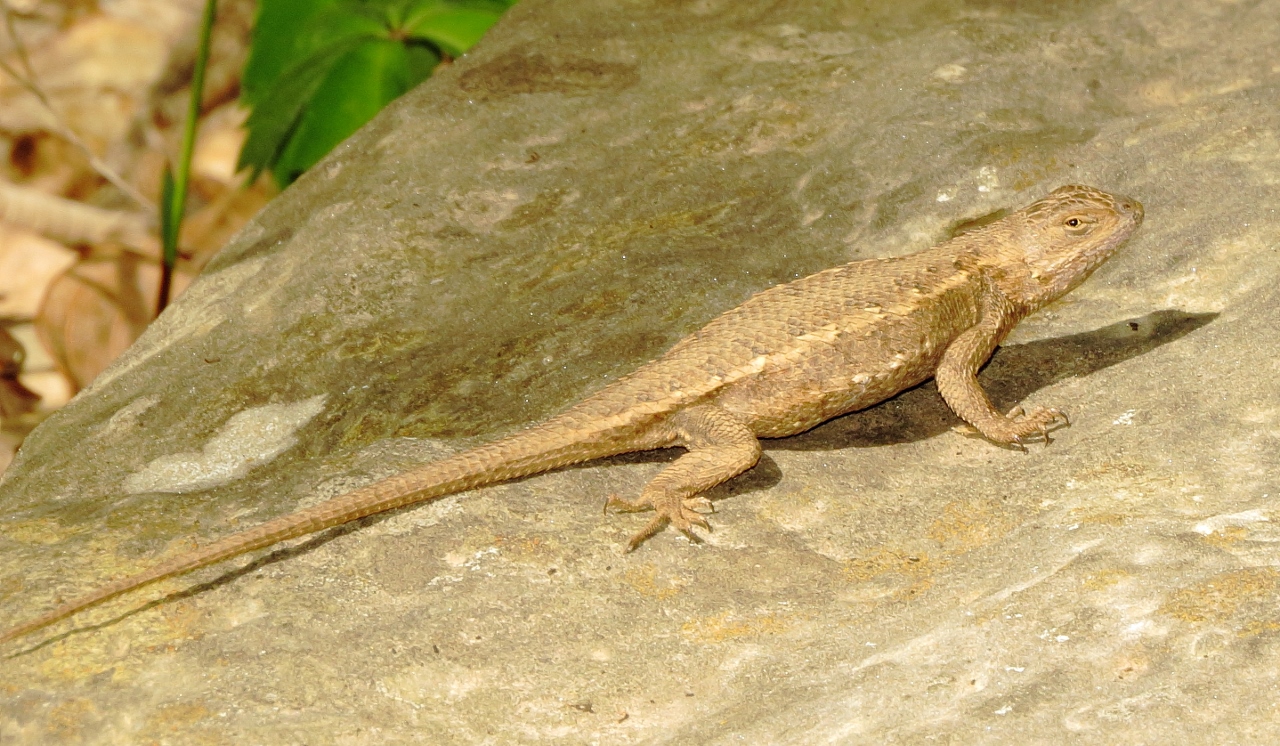 Prairie Lizard