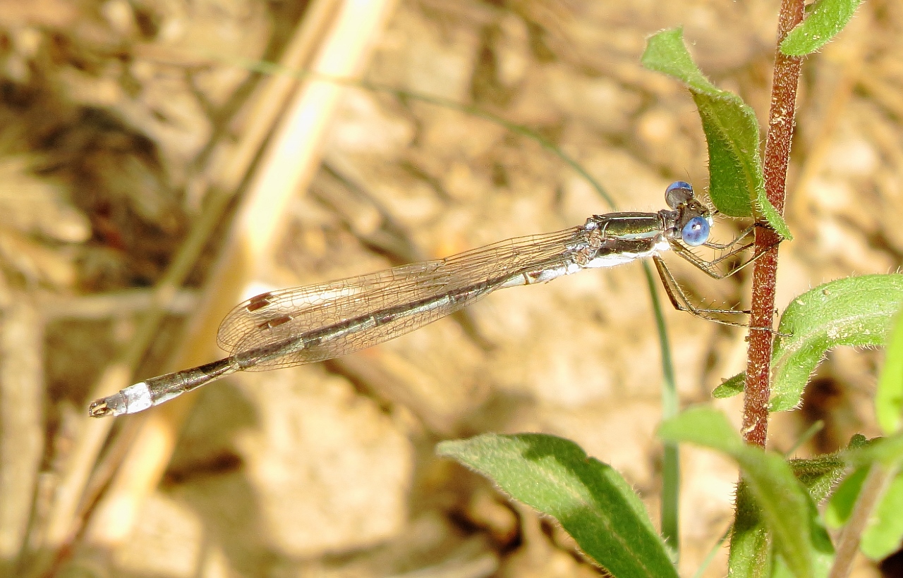 Southern Spreadwing