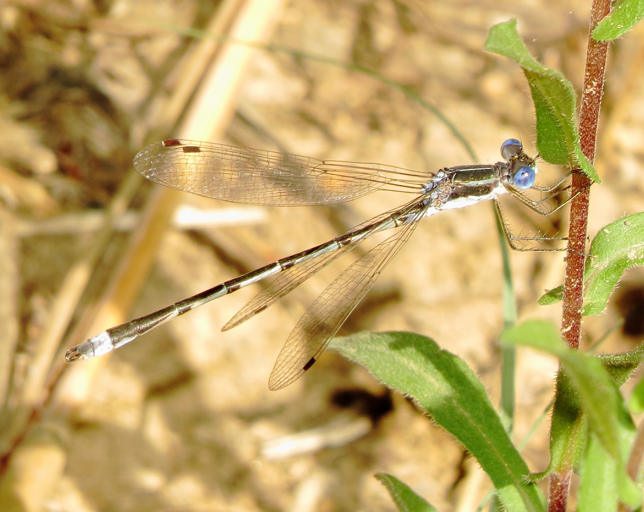 Southern Spreadwing