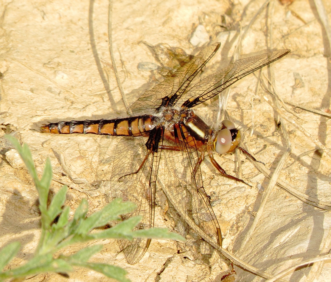 Blue Corporal