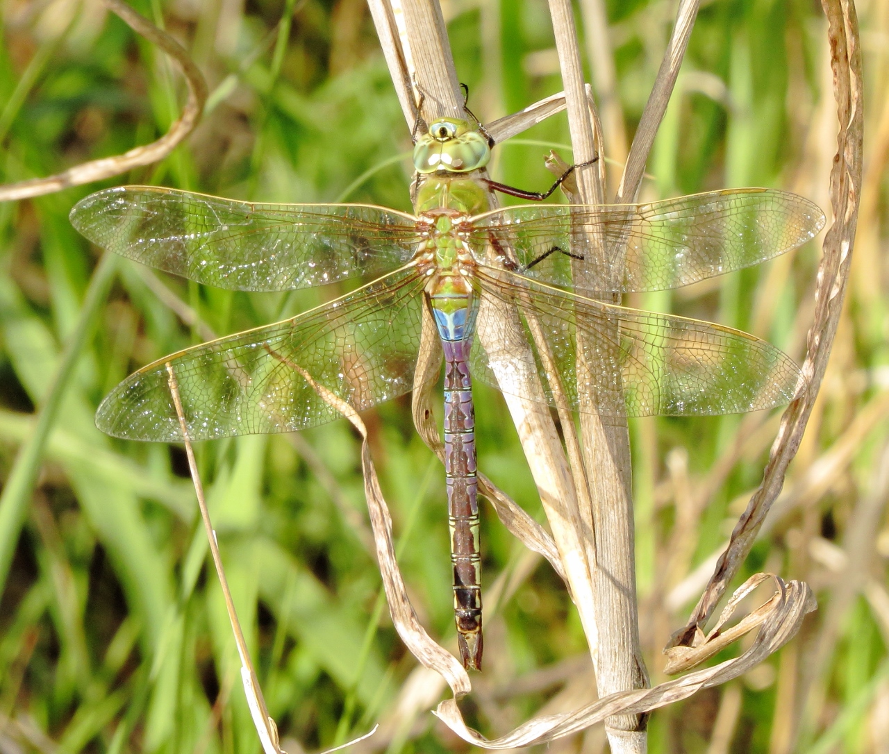 Common Green Darner