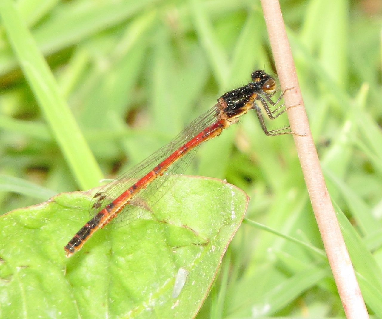 Western Red Damsel