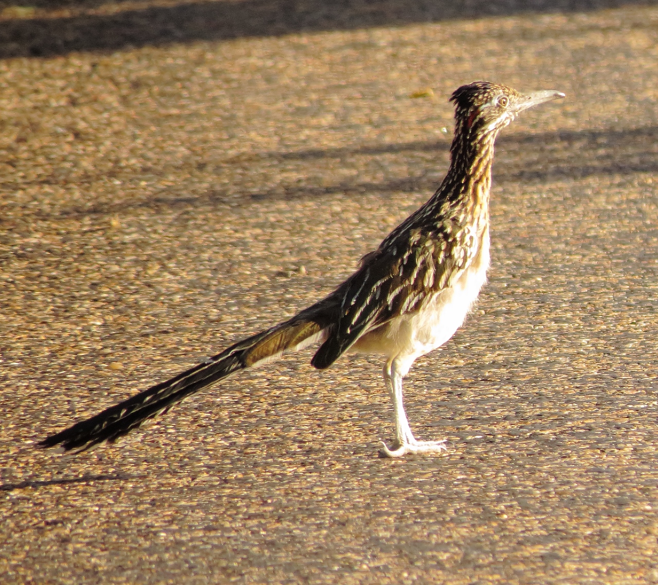 Greater Roadrunner