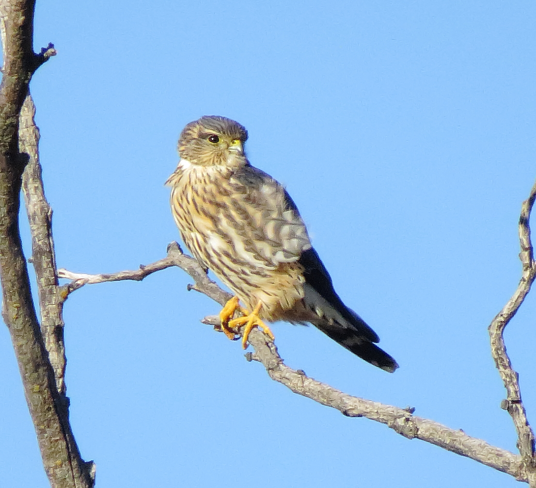 Merlin