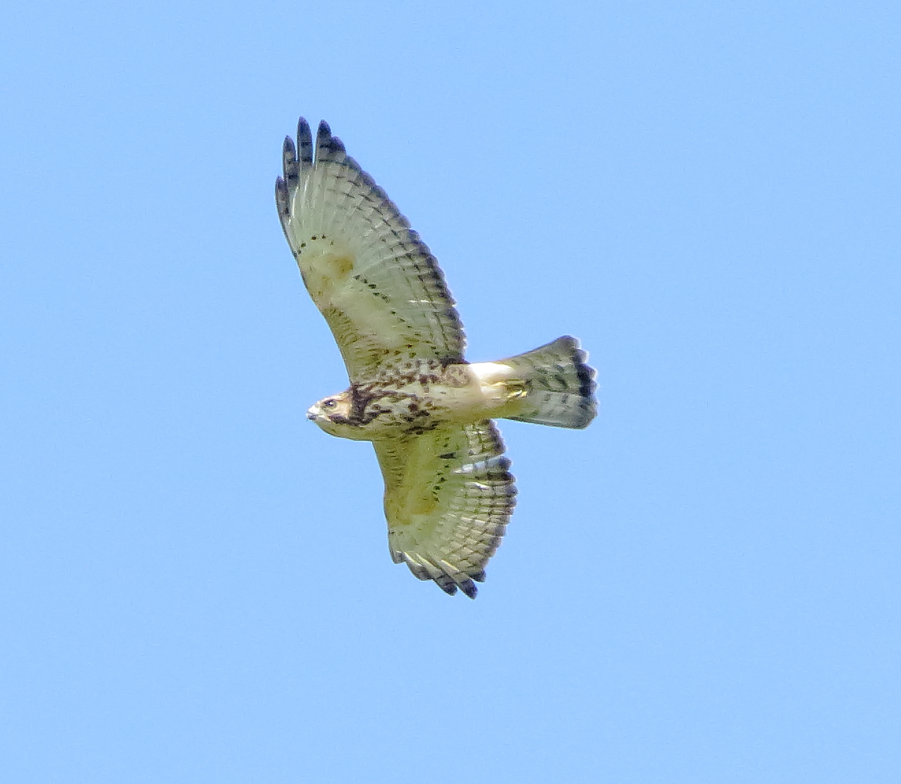 Broad-Winged Hawk