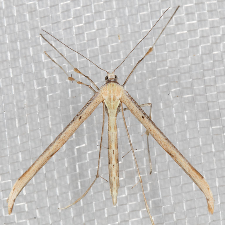 Plume Moth (Pterophoridae)