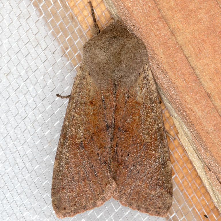 10494 (Orthosia pacifica)