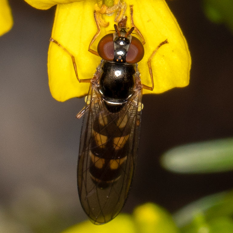 Melanostoma mellinum