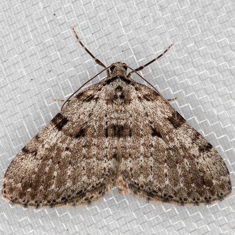 7324 (Perizoma curvilinea)