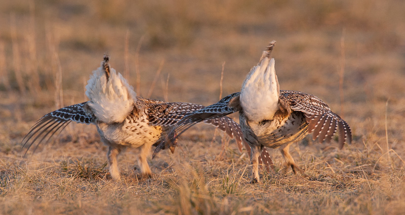 Sharp-tailed Grouse