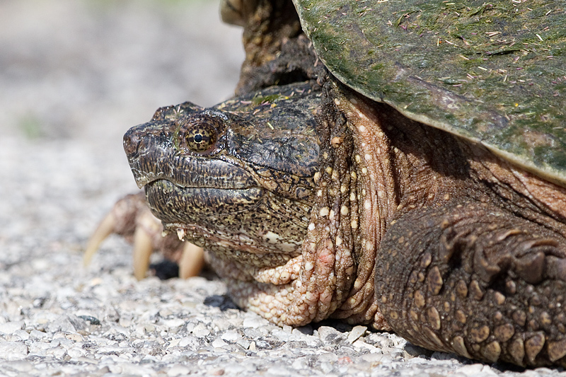 snapping_turtle_7