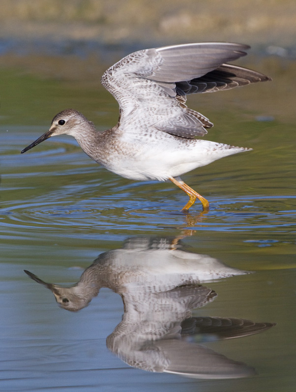 lesser yellowlegs 25