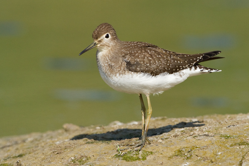 sandpiper 10