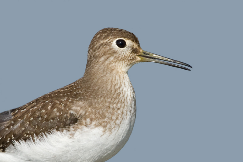 sandpiper 13