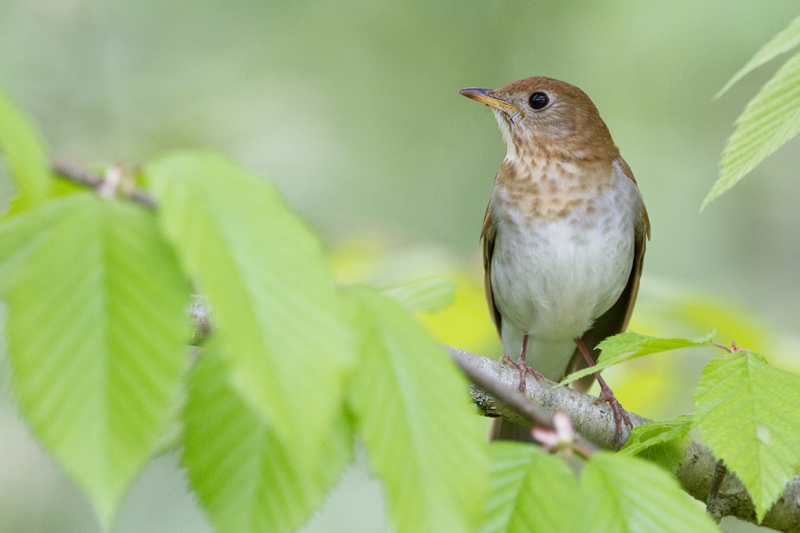 veery 2