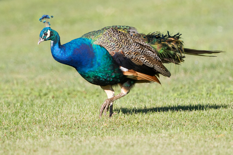 peacock.jpg