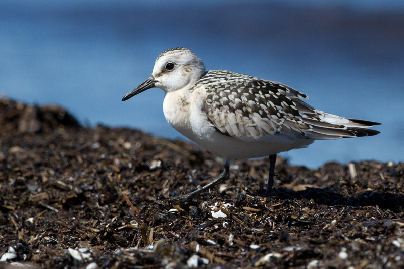sanderling sandpiper 13