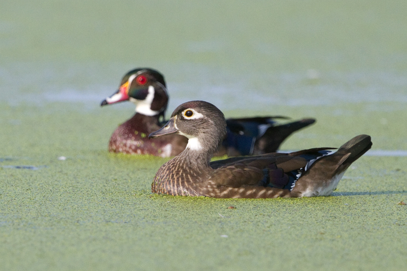 wood duck 47