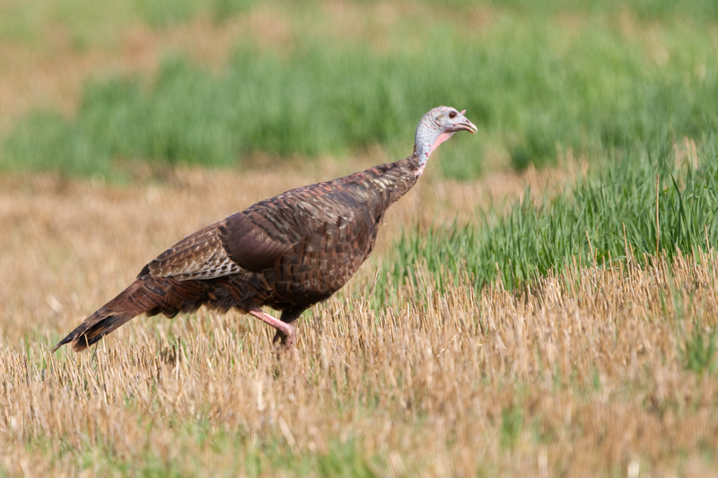 wild turkey 14