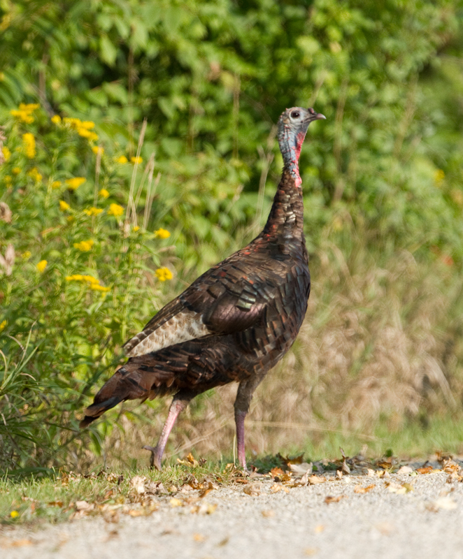 wild turkey 15
