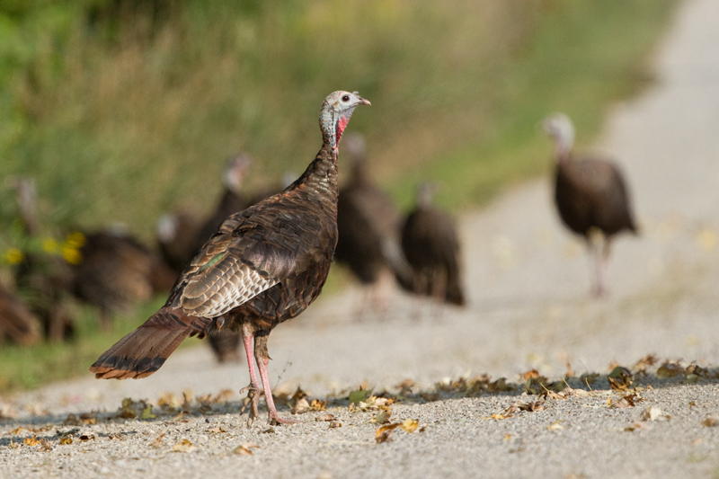 wild turkey 16