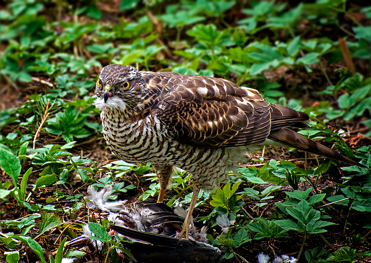 Sparrowhawk 2