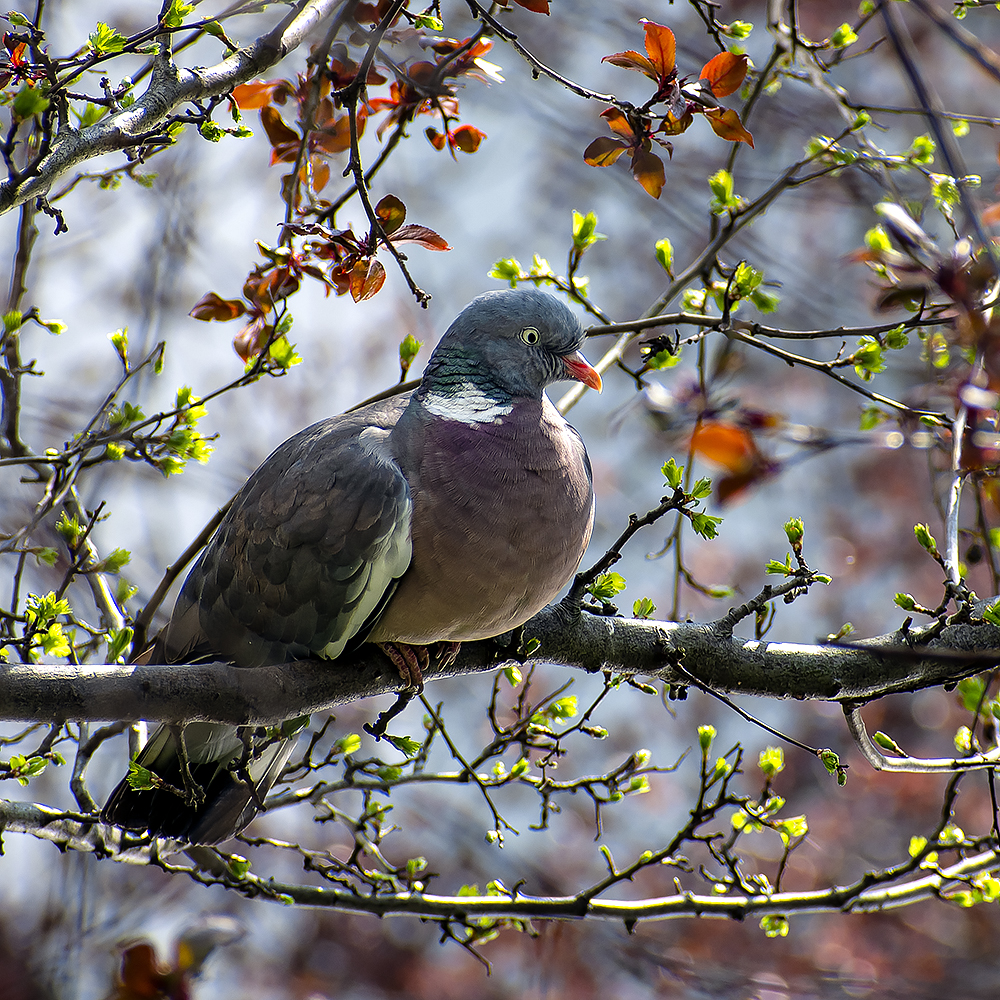 Common woodpigeon