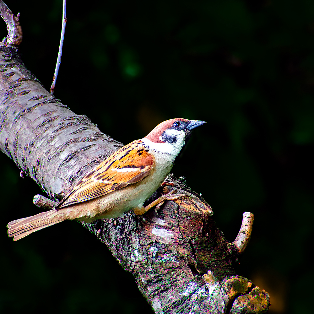 Eurasian tree sparrow