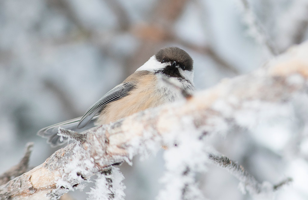 Siberian Tit (Poecile cinctus)