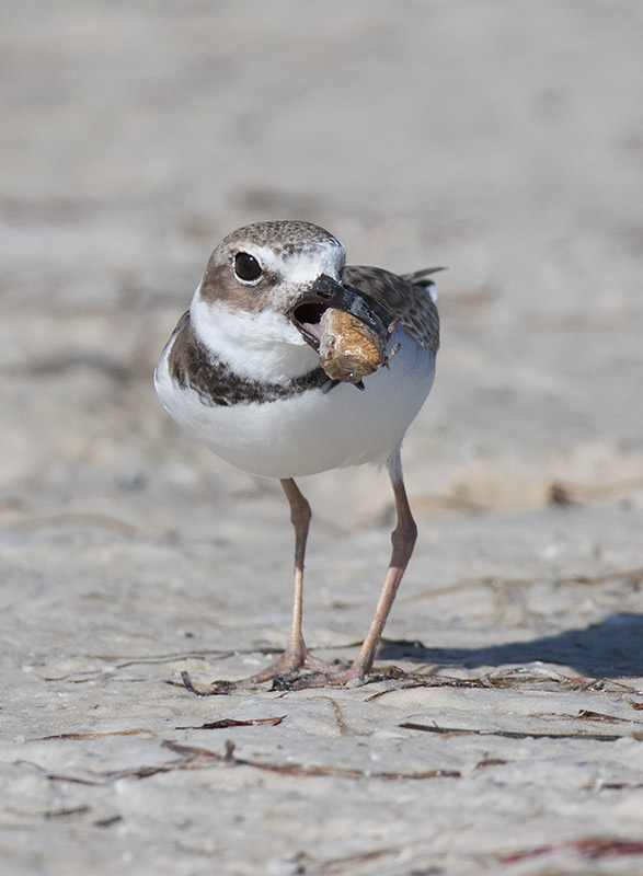 Wilsons Plover (Charadrius wilsonia)	