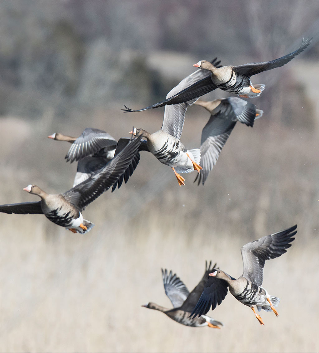 Greater White-fronted Goose (Anser albifrons)