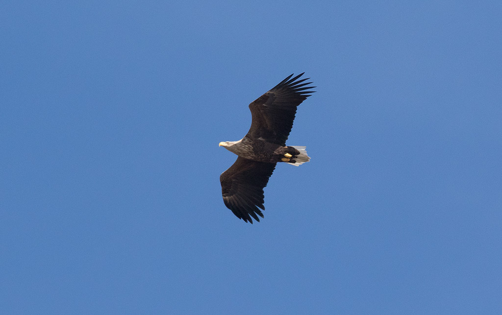 White-tailed Eagle (Haliaeetus albicilla)