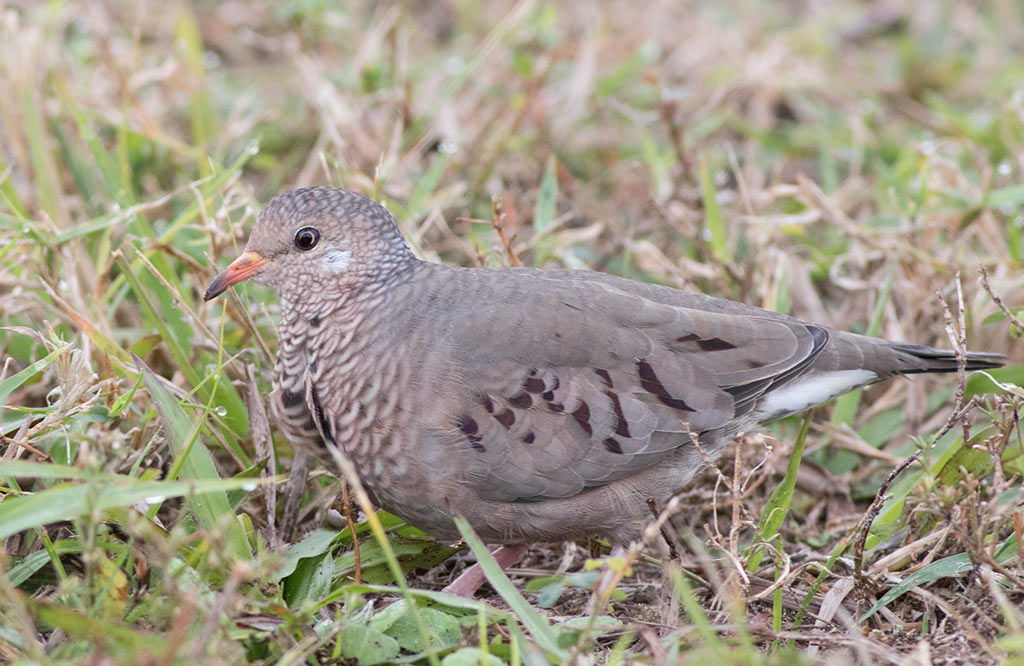 Common Ground Dove (Columbina passerina)