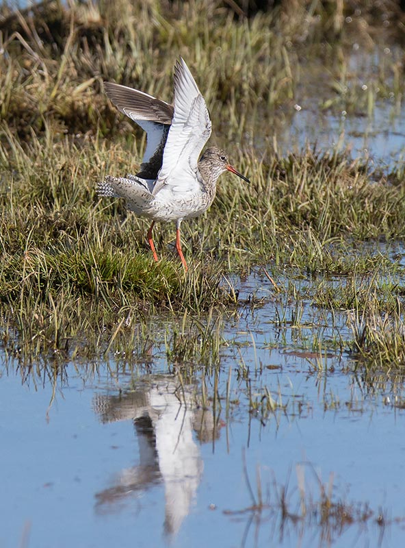 Common Redshank (Tringa totanus)