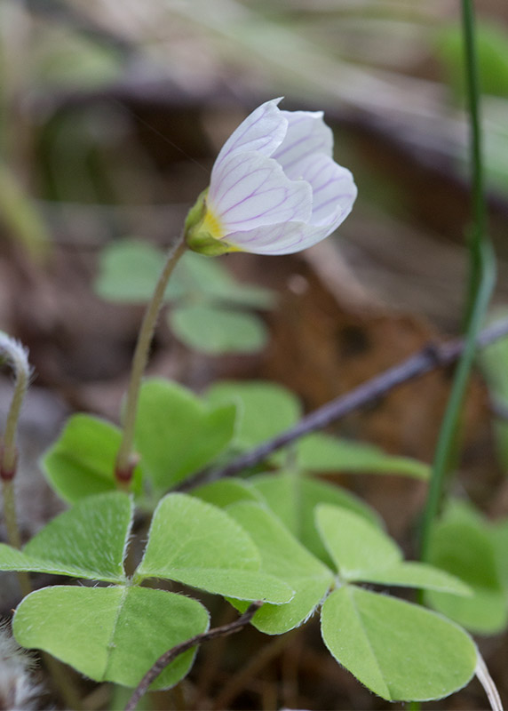 Harsyra (Oxalis acetosella)