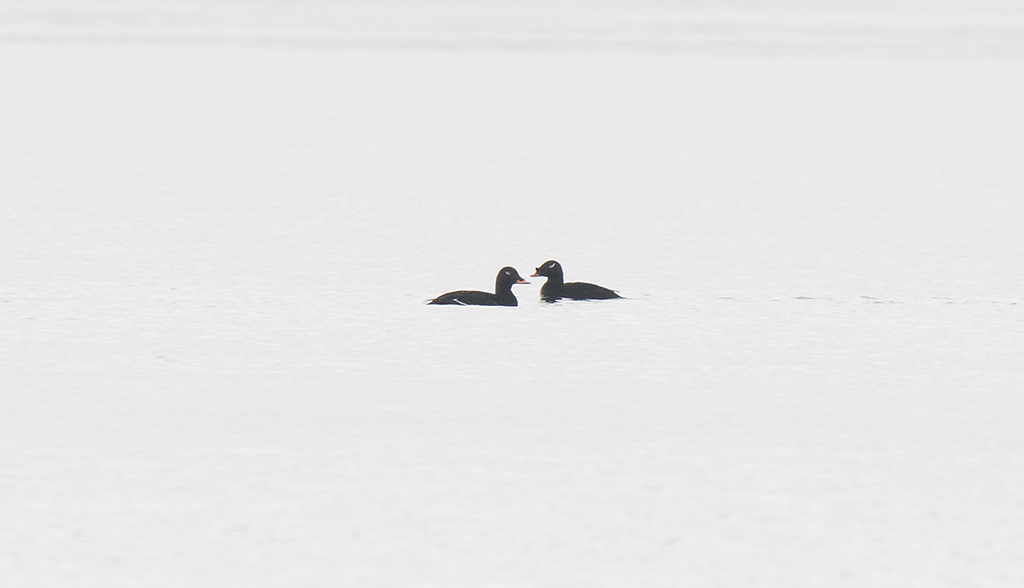 Siberian Scoter (Melanitta stejnegeri)
